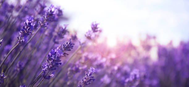 istock Beautiful lavender field, closeup view with space for text. Banner design 1357341142