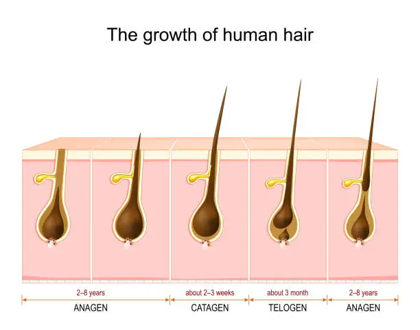 Vector illustration of Hair growth cycle from anagen and catagen to telogen phase.