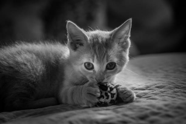 adorable smal black and white kitten portrait stock photo