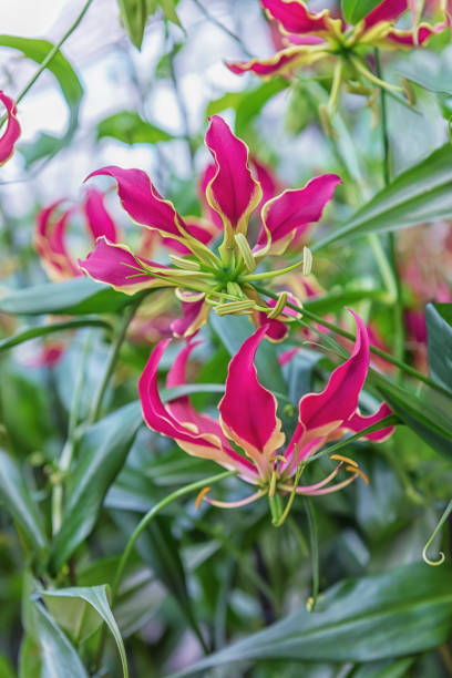 istock Gloriosa superba, flame lily, climbing lily, creeping lily, glory lily, gloriosa lily, tiger claw, and fire lily. Original beautiful exotic red flower 1357342439