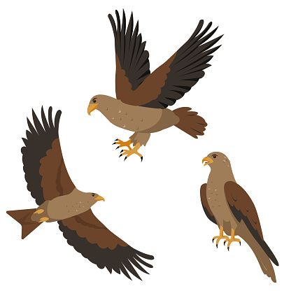 Hawk or kite predatory bird icons set. Flying and sitting Hawks and kites birds isolated on white background. Nature and wildlife, birdwatching and ornithology design. Vector illustration.