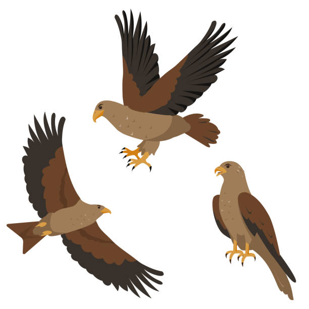 Flying and sitting Hawk or Kite predatory birds icons set. Hawk or kite predatory bird icons set. Flying and sitting Hawks and kites birds isolated on white background. Nature and wildlife, birdwatching and ornithology design. Vector illustration. animal animal behavior beauty in nature bird stock illustrations