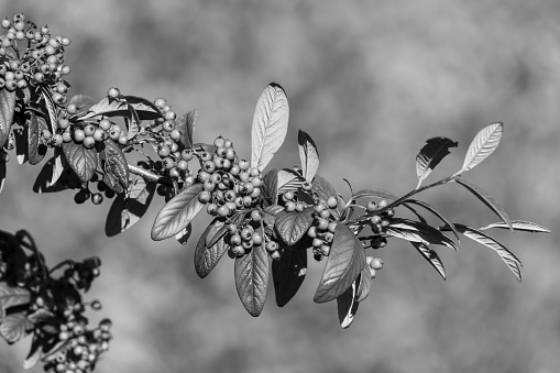 Close up of berries on a cotoneaster tree