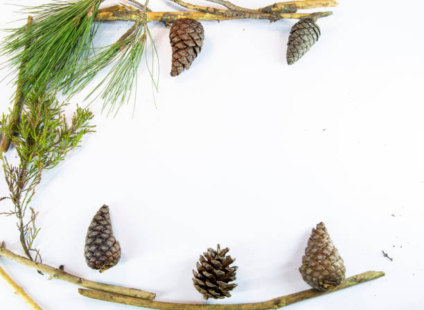 istock White background decorated with cones and pine tree branches. Space is left for writing. 1357349142