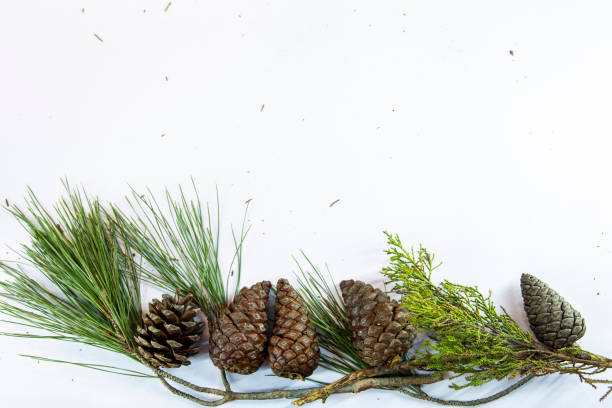 istock White background decorated with cones and pine tree branches. Space is left for writing. 1357349148