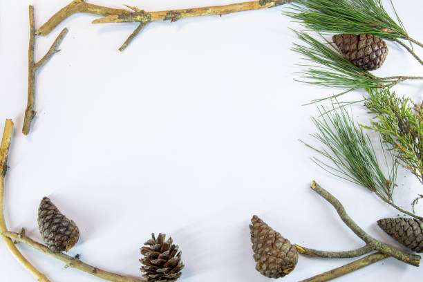 istock White background decorated with cones and pine tree branches. Space is left for writing. 1357349206