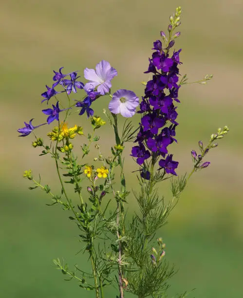 Bouquet of colorful field flowers in summer