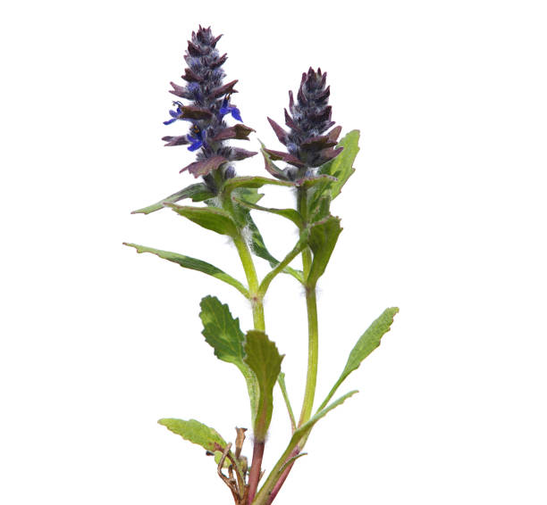 planta floreciente de corneta de alfombra o corneta azul aislada sobre blanco, ajuga genevensis - ajuga fotografías e imágenes de stock