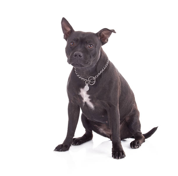 istock sitting staffordshire terrier dog 1357352053