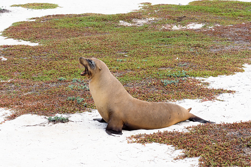 Mosquera is a very small island belonging to the Galapagos and home of the largest colony of sea lions on the entire archipelago.