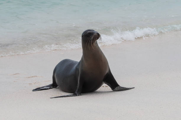 istock Mosquera, Galapagos Islands 1357352594