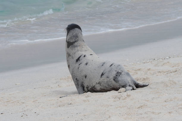 istock Mosquera, Galapagos Islands 1357352702