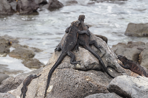 Large turtle (Megalochelys gigantea) at the sea edge on background of a tropical landscape.