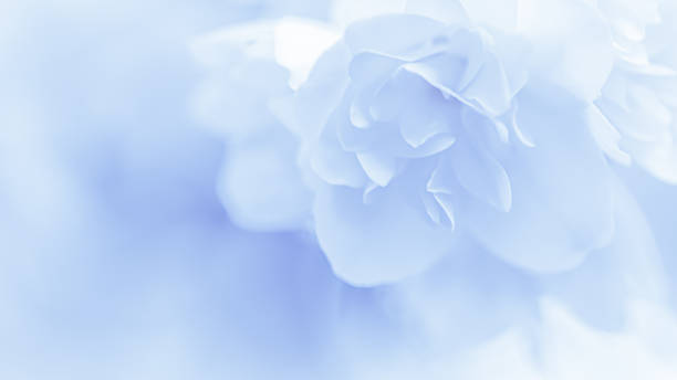 istock Abstract floral background, White terry Jasmine flower petals. Macro flowers backdrop for holiday brand design 1357354516