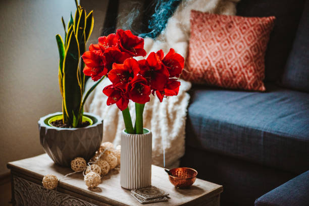 belles photos d’amaryllis confortables à la maison avec palo santo - amaryllis photos et images de collection