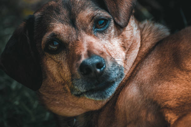 istock a fantastic brown dog playing with a ball 1357356240