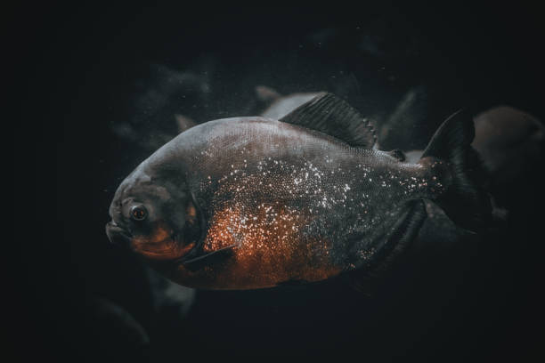 istock a hungry piranha in aquarium 1357356782