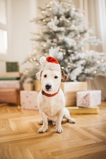 Young dog in fornt of Christmas tree sitting with Santa  hat on his head.