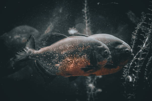 istock a hungry piranha in aquarium 1357356839