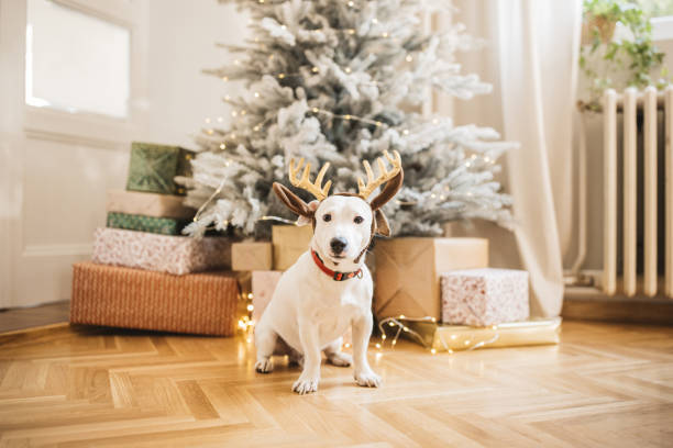istock New pet for Christmas 1357356843