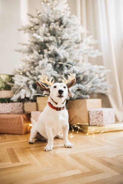 istock New pet for Christmas 1357356857