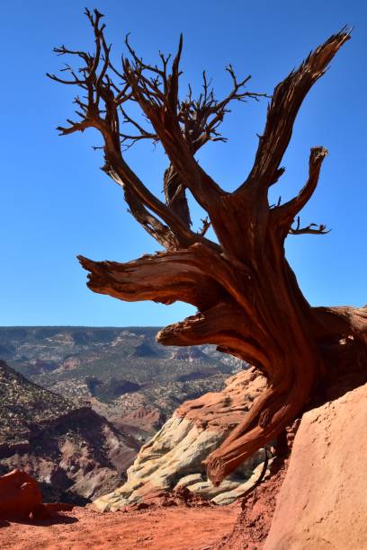 istock Dog-like Tree Silhouette, Capitol Reef National Park 1357357865