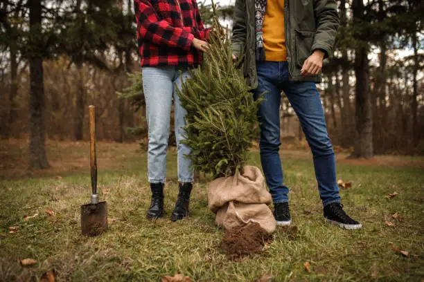 Photo of Young couple planting fir tree after new year and winter holidays