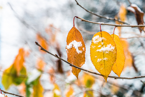 Austria, winter,  snow on leaves of deciduous trees