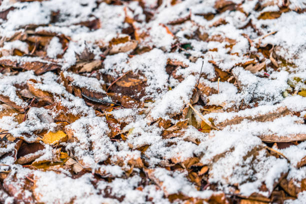 Lonely brown leaf in the snow