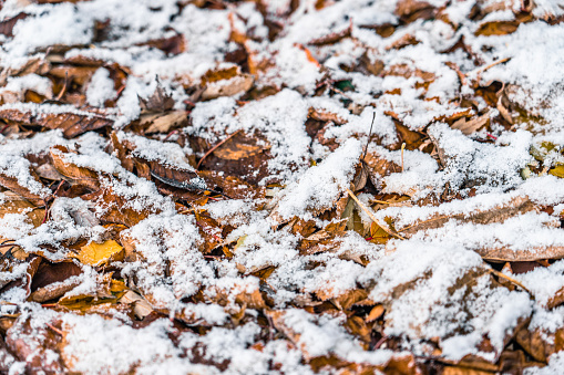 Autumn leaves in the snow