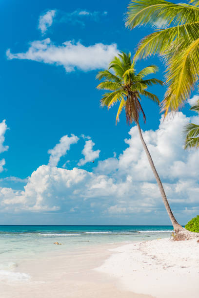 Isla Saona, Republica Dominicana, looks like true paradise Earth