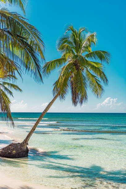 istock Beautiful Isla Saona - Dominican Republic 1357360793