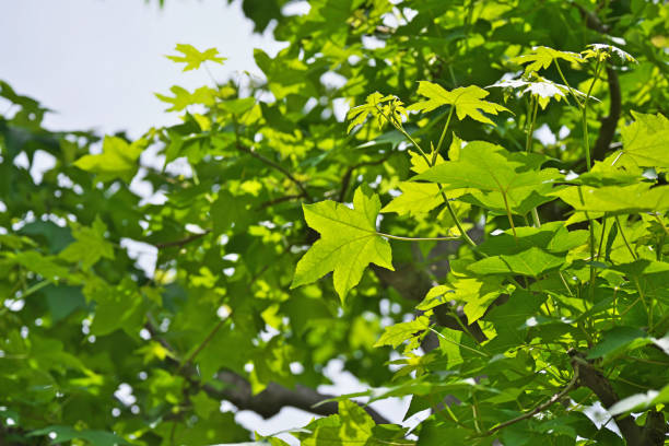 istock American Sweetgum 1357361751