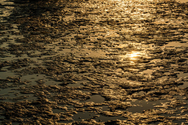 Wet beach sand with natural grooves or patterns of ripples