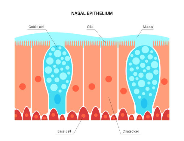 эпителий носа - mucosa stock illustrations
