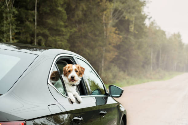 istock Jack Russell Terrier travel by car. 1357365378