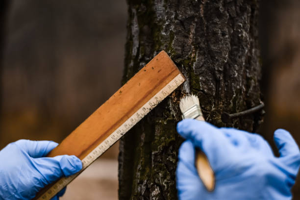 istock Forensic scientist on a crime scene collecting evidence 1357371773