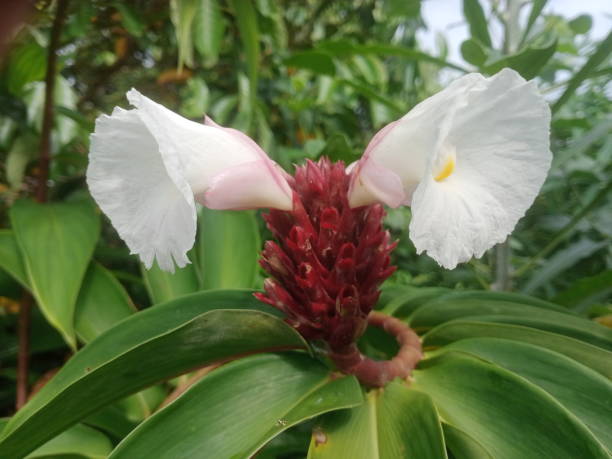 Cheilocostus speciosus or crêpe ginger close up Cheilocostus speciosus, or crêpe ginger close up. a tropical plant, photo taken in malaysia costus stock pictures, royalty-free photos & images