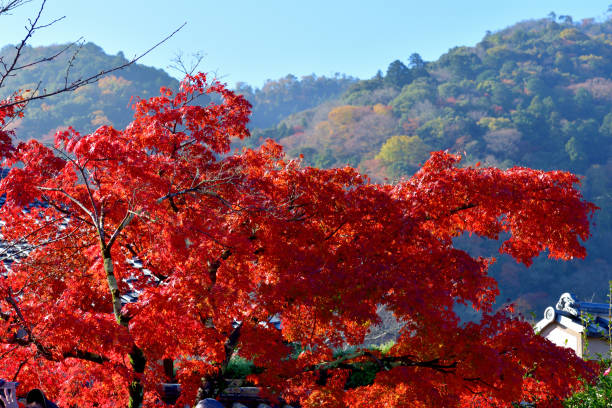 京都・嵐山の秋葉色:雨の日と青空 - autumn leaf japanese maple red ストックフォトと画像