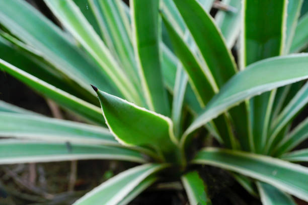 istock Abstract monochrome cactus leaves , Howrah, West Bengal, India 1357376883