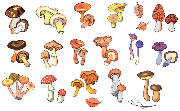 버섯의 다른 종류 - 독우산광대버섯 stock illustrations