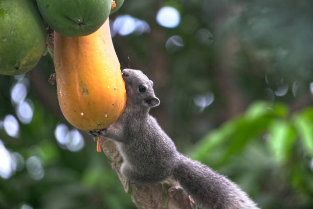 Squirrel on the papaya tree. stock photo