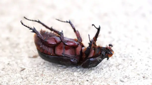 Photo of Beetle bug upside down on the floor, selective focus