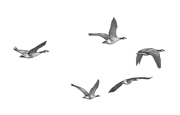 ilustraciones, imágenes clip art, dibujos animados e iconos de stock de gansos de canadá volando en formación v - ánsar