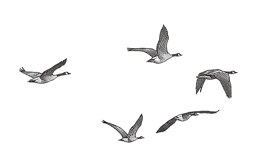 Vector illustration of Canada Geese flying in V-formation