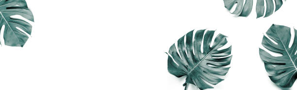 istock Real monstera leaves set on white background.Tropical,botanical nature concepts ideas.flat lay 1357383082
