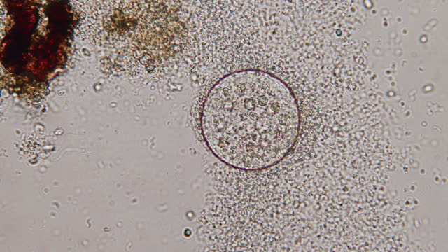 Microscopy of evolving Animal Cell