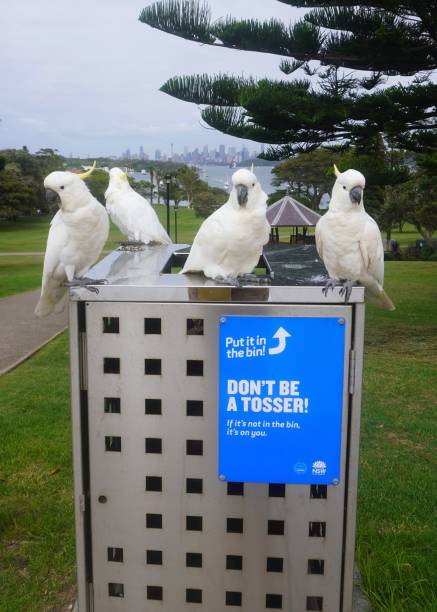 Environmentally-Conscious Cockatoos Sydney, NSW, Australia, December 6, 2021.
Robertson Park, Watsons Bay, is a popular place for picnics, and the sign on the bin is meant to encourage visitors to "do the right thing" sulphur crested cockatoo (cacatua galerita) stock pictures, royalty-free photos & images