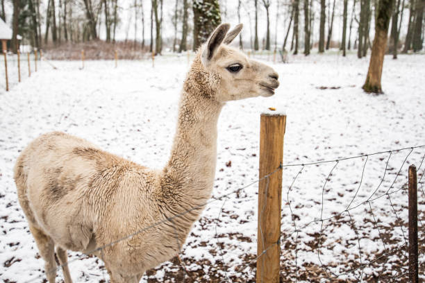 White llama in snowy winter day.