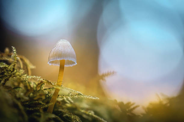 An Entoloma hochstetteri mushroom on the forest floor on New Zealand's south island.